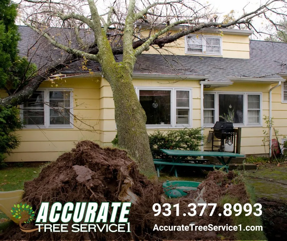 Top-rated yard maintenance with custom design across Clarksville, TN - Accurate Tree Service 1