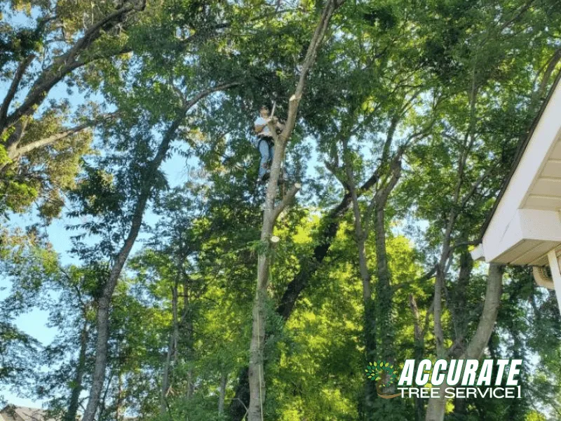 Trusted yard maintenance for homes in Clarksville, TN by Accurate Tree Service 1