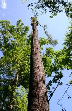 Trusted outdoor landscaping in Hooksett, NH by Accurate Tree Service