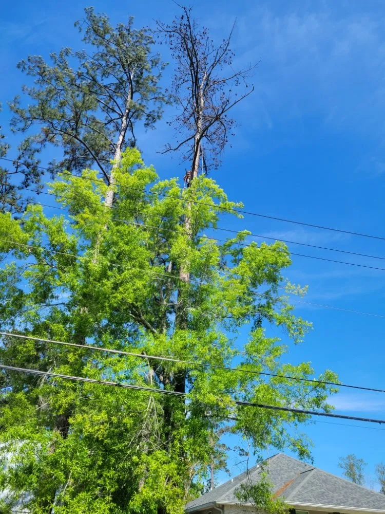 Expert residential landscaping experts serving Mandeville, LA - Accurate Tree Service