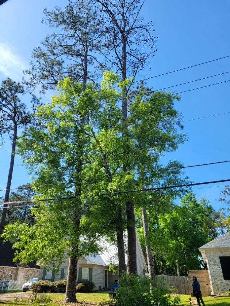 Local yard cleanup service experts serving Mandeville, LA - Accurate Tree Service