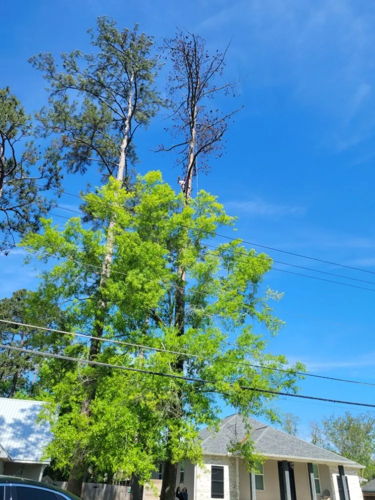 Professional yard maintenance experts serving Mandeville, LA - Accurate Tree Service