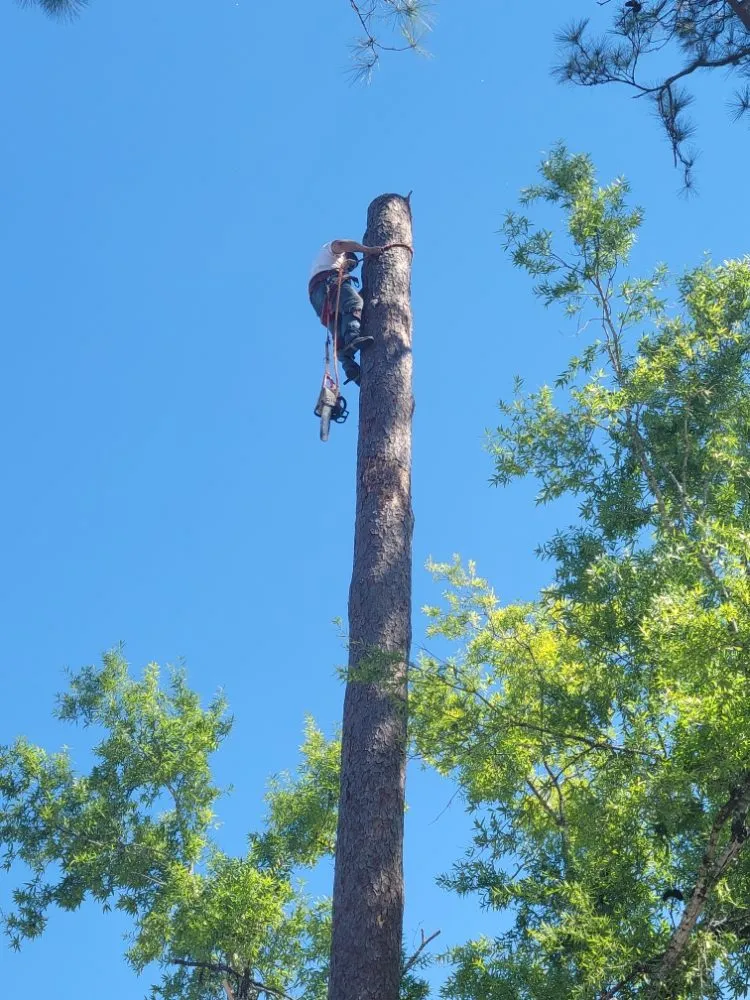 Professional lawn mowing service in Mandeville, LA - Accurate Tree Service