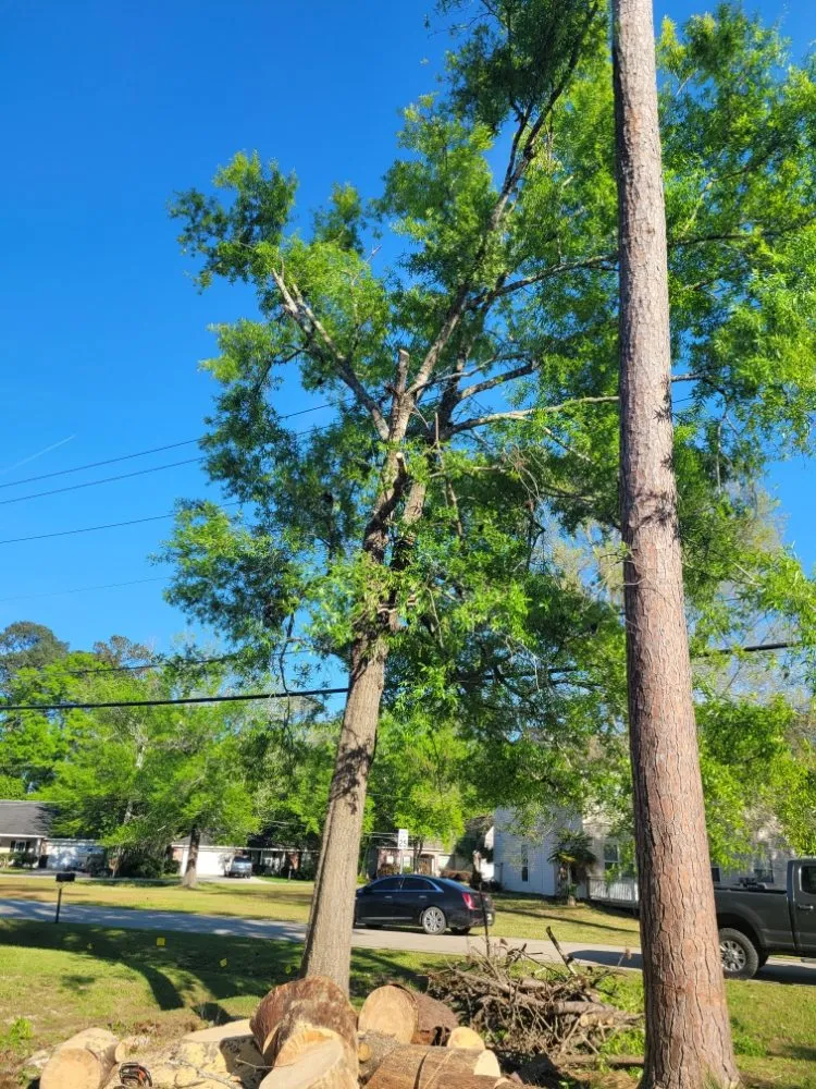 Expert garden landscaping for year-round maintenance in Mandeville, LA by Accurate Tree Service