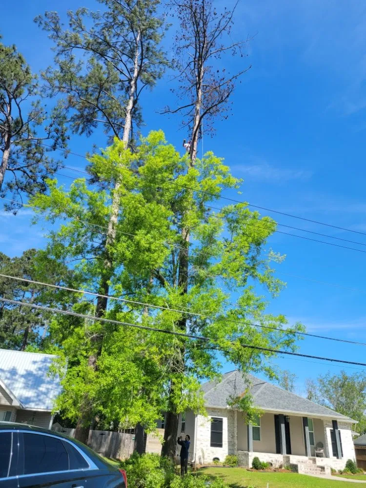 Local outdoor landscaping in Mandeville, LA by Accurate Tree Service