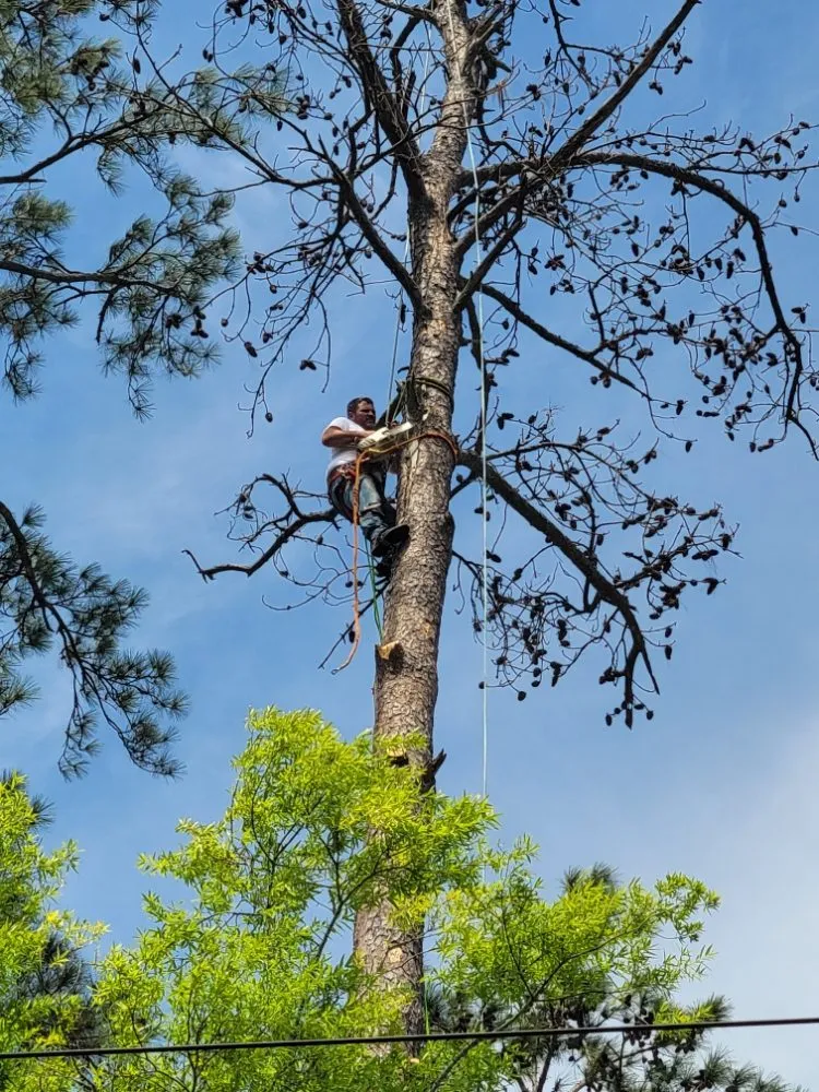 Top-rated landscape design in Mandeville, LA - Accurate Tree Service