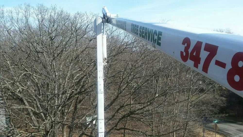 Trusted residential landscaping near you across Verona, WI - Accurate Tree Service