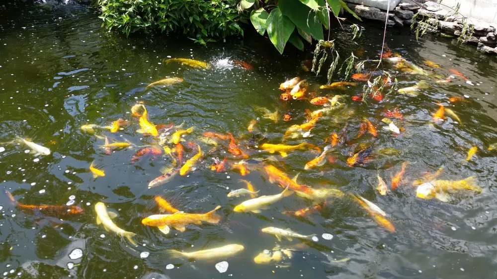 Affordable lawn care service in Slidell, LA by Accuturf Landscape