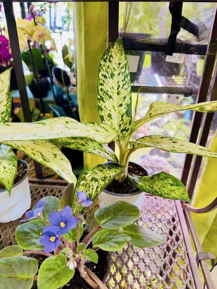 Local yard maintenance in Oakland, CA by Ace Garden Center