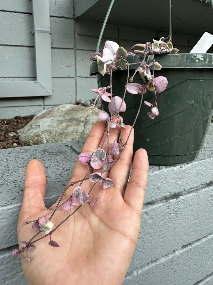 Affordable outdoor landscaping for beautiful yards across Oakland, CA - Ace Garden Center