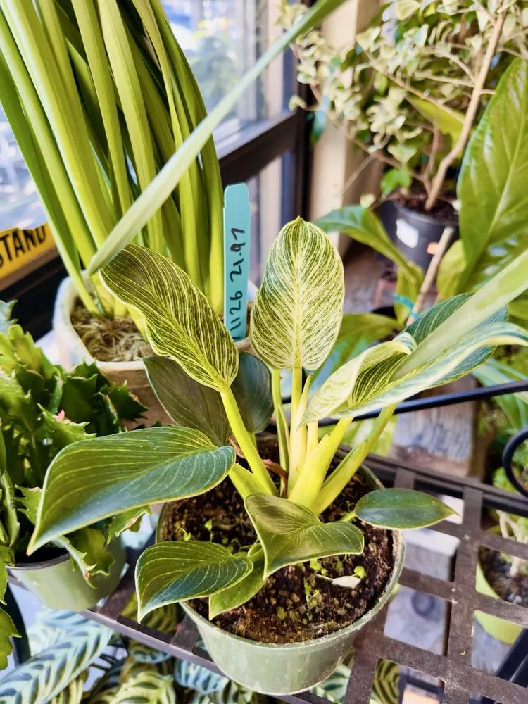 Expert yard maintenance in Oakland, CA - Ace Garden Center