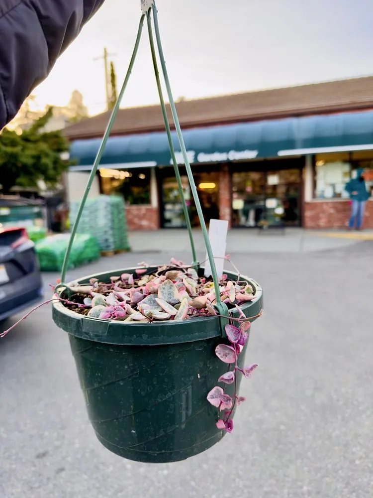 Local residential landscaping in Oakland, CA - Ace Garden Center