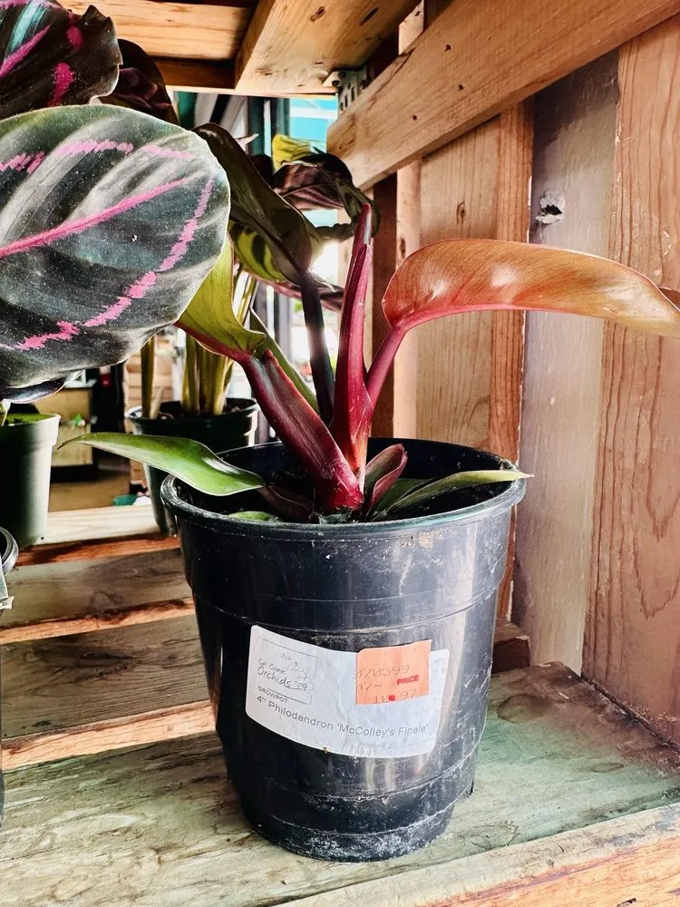 Reliable landscape design for beautiful yards in Oakland, CA by Ace Garden Center