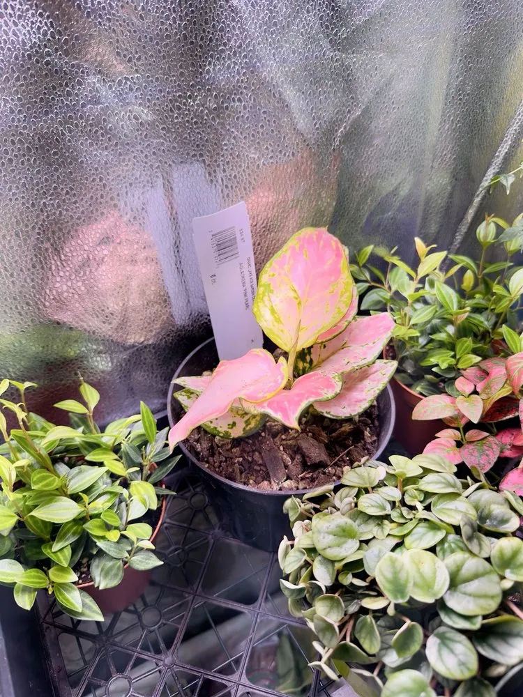 Custom landscape installation in Oakland, CA by Ace Garden Center