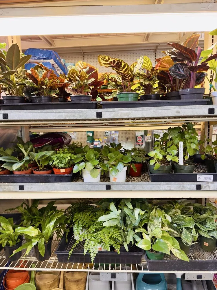 Reliable yard cleanup service near you in Oakland, CA by Ace Garden Center