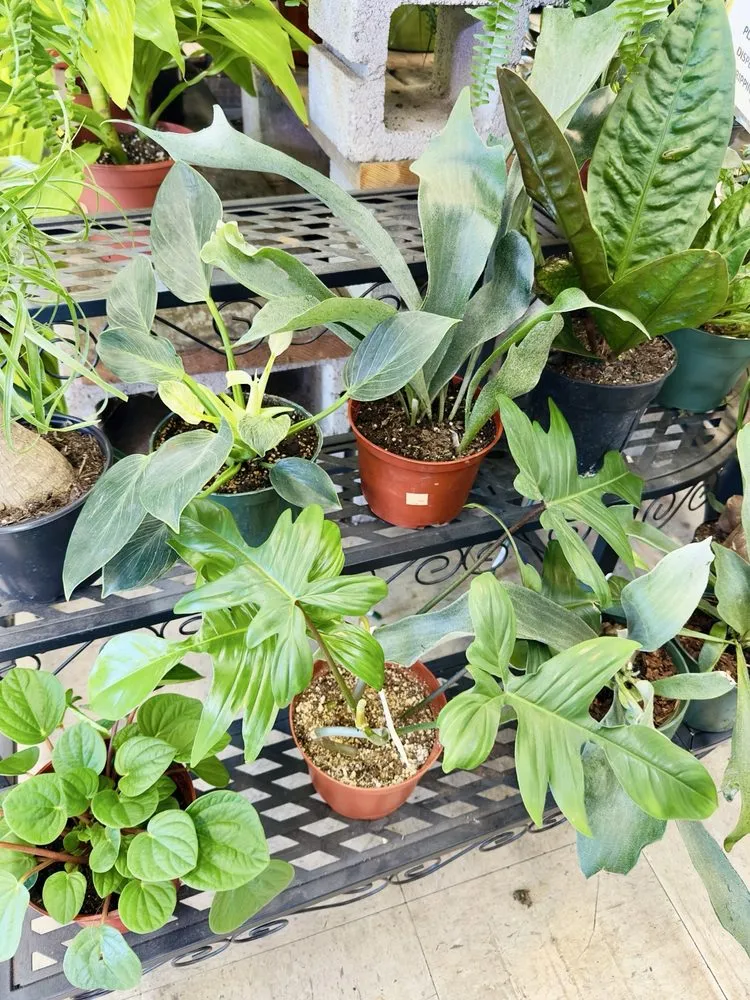 Local landscape installation near you in Oakland, CA by Ace Garden Center