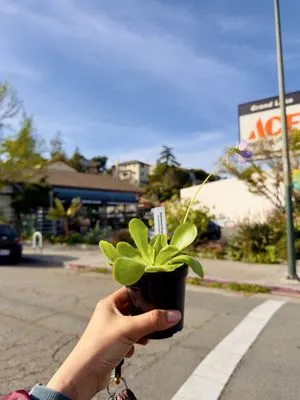 Ace Garden Center Logo