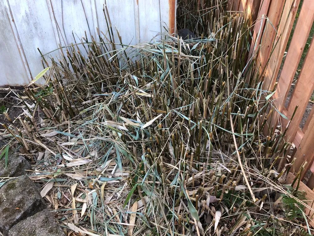 Custom yard maintenance for homes in Portland, OR by Ace Green Garden & Home