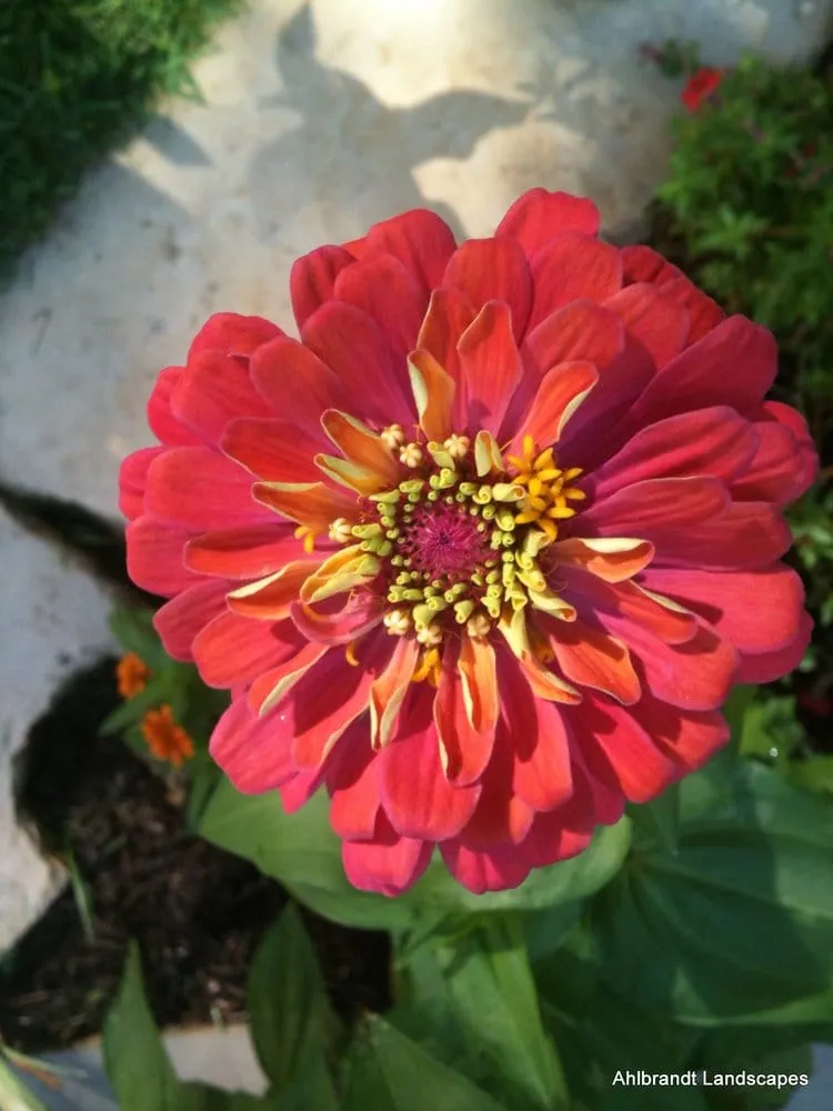 Trusted landscaping services in Austin, TX - Ace Irrigation Solutions