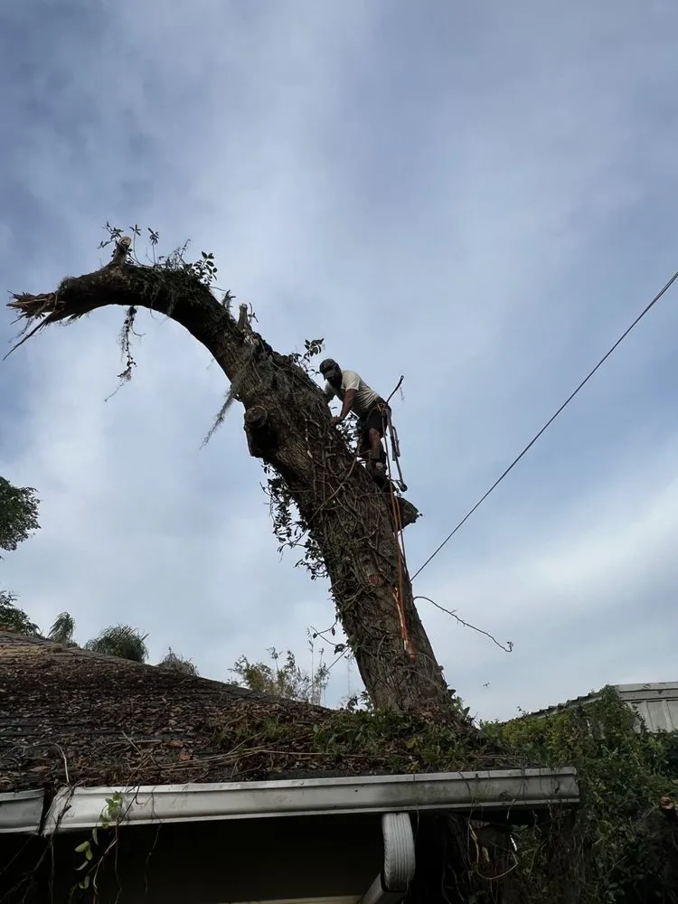 Professional garden landscaping for beautiful yards across Lake Mary, FL - Ace Land Development