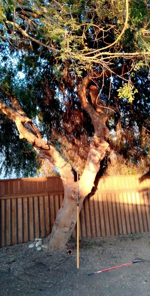 Top-rated outdoor landscaping in El Cajon, CA - Ace Landscape & Tree Care