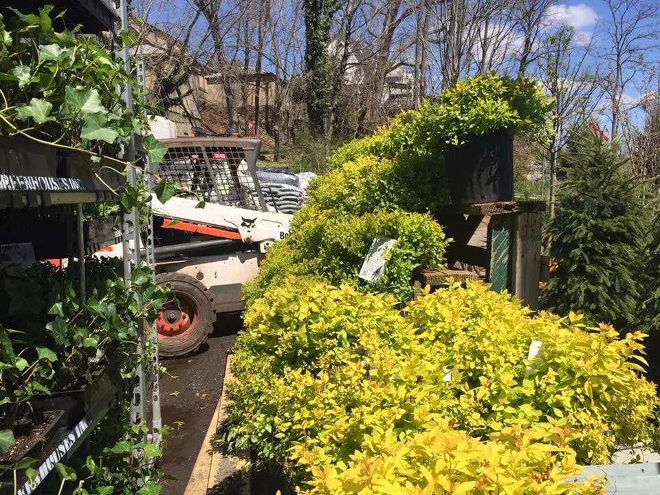 Reliable yard maintenance in Yonkers, NY by Ace Landscape Contractors