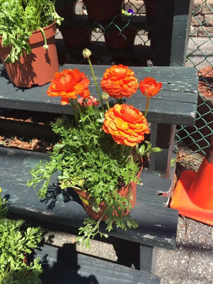 Professional landscape design experts serving Yonkers, NY - Ace Landscape Contractors