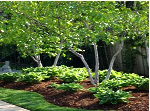 Affordable yard maintenance in Valley Stream, NY - Ace Landscaping Services INC