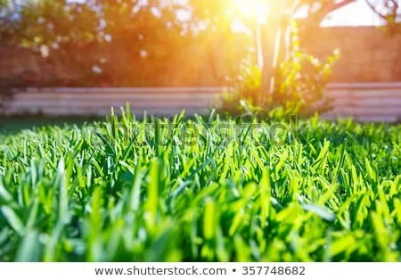 Reliable yard maintenance in Valley Stream, NY - Ace Landscaping Services INC