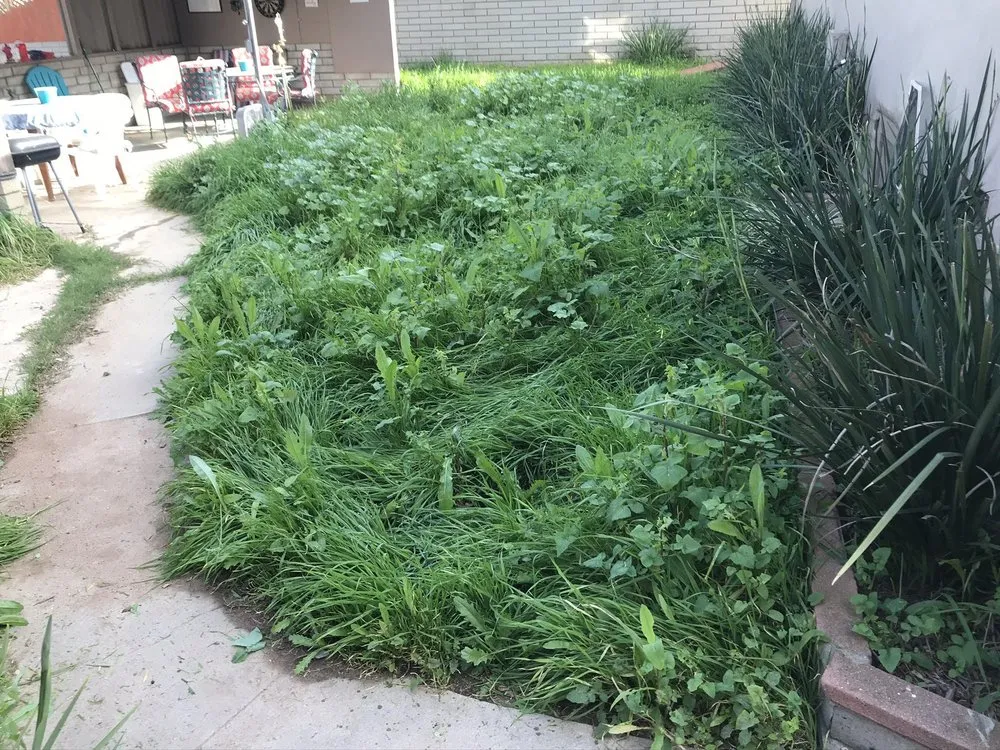 Expert outdoor landscaping for homes across Escondido, CA - Ace Lawn Care