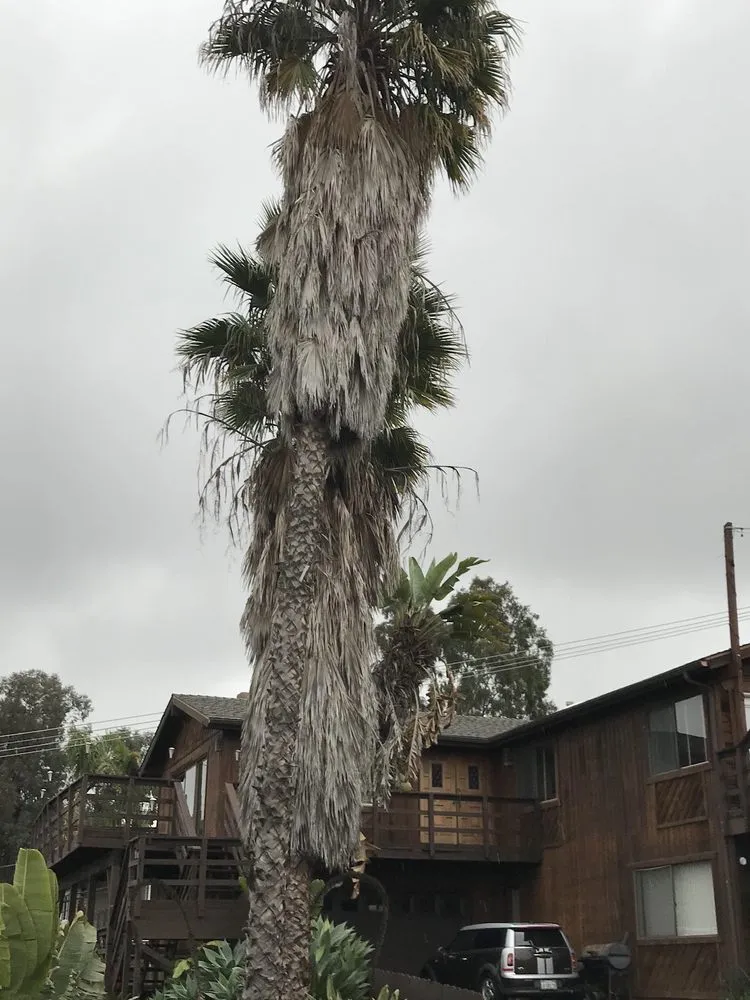 Affordable yard cleanup service in Escondido, CA - Ace Lawn Care