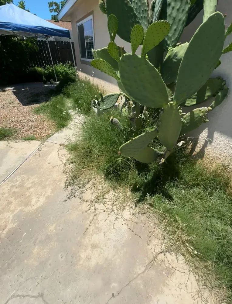 Expert residential landscaping in Fresno, CA - Ace Lawn Care Services