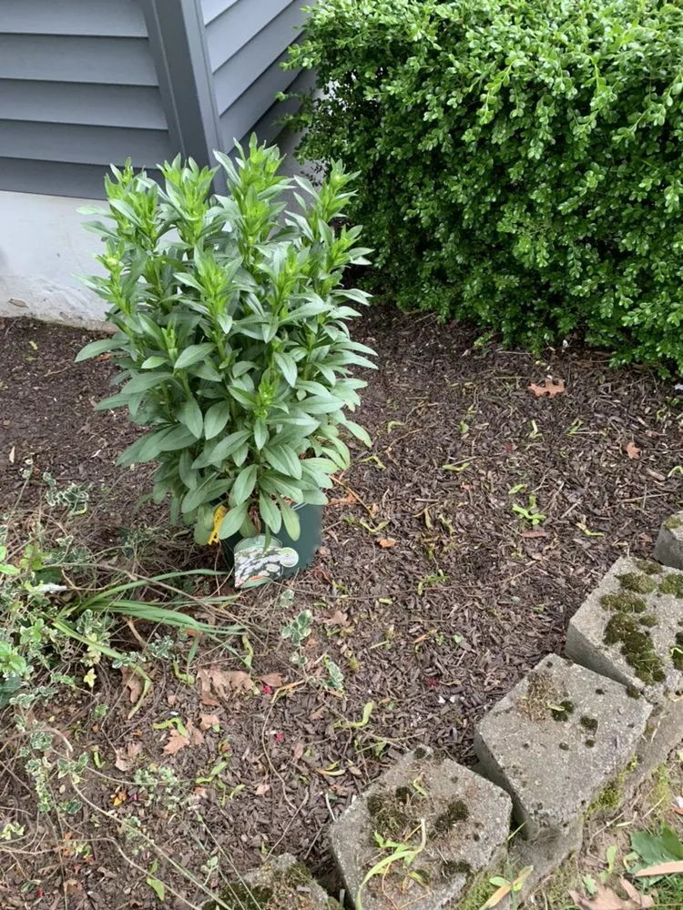 Professional residential landscaping with custom design in Shelton, CT by Ace Lawn care