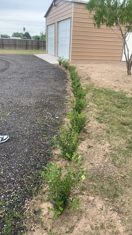 Reliable yard maintenance with custom design across Harlingen, TX - Ace Lawn Service