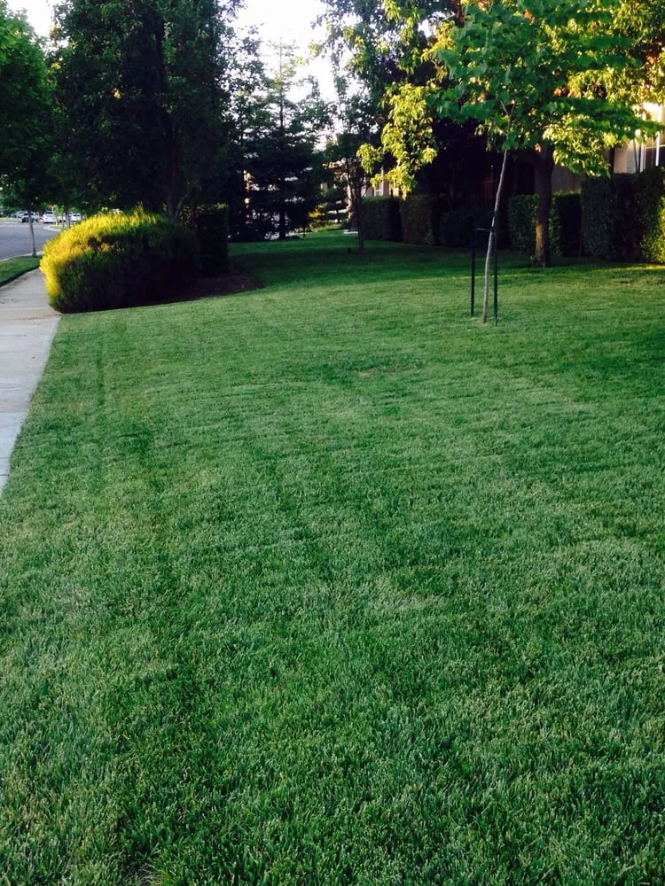 Custom residential landscaping in Turlock, CA by Ace Lawn Services