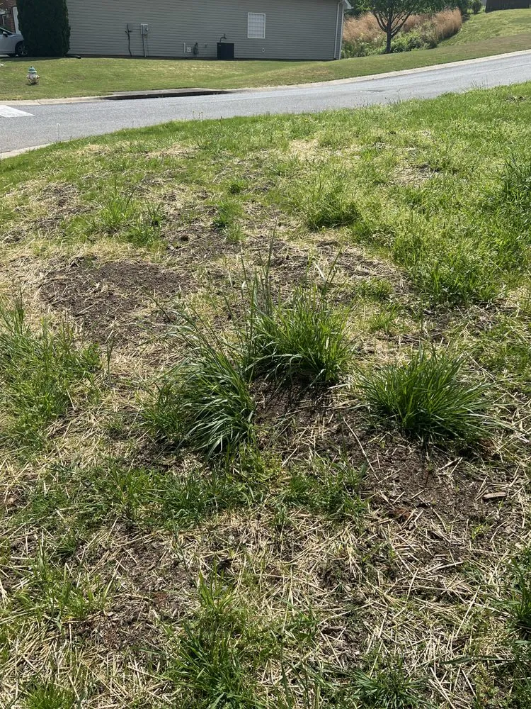 Trusted outdoor landscaping for beautiful yards across Rock Hill, SC - Ace Lawncare