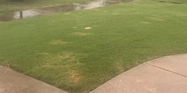 Ace of Blades Lawn Care Logo