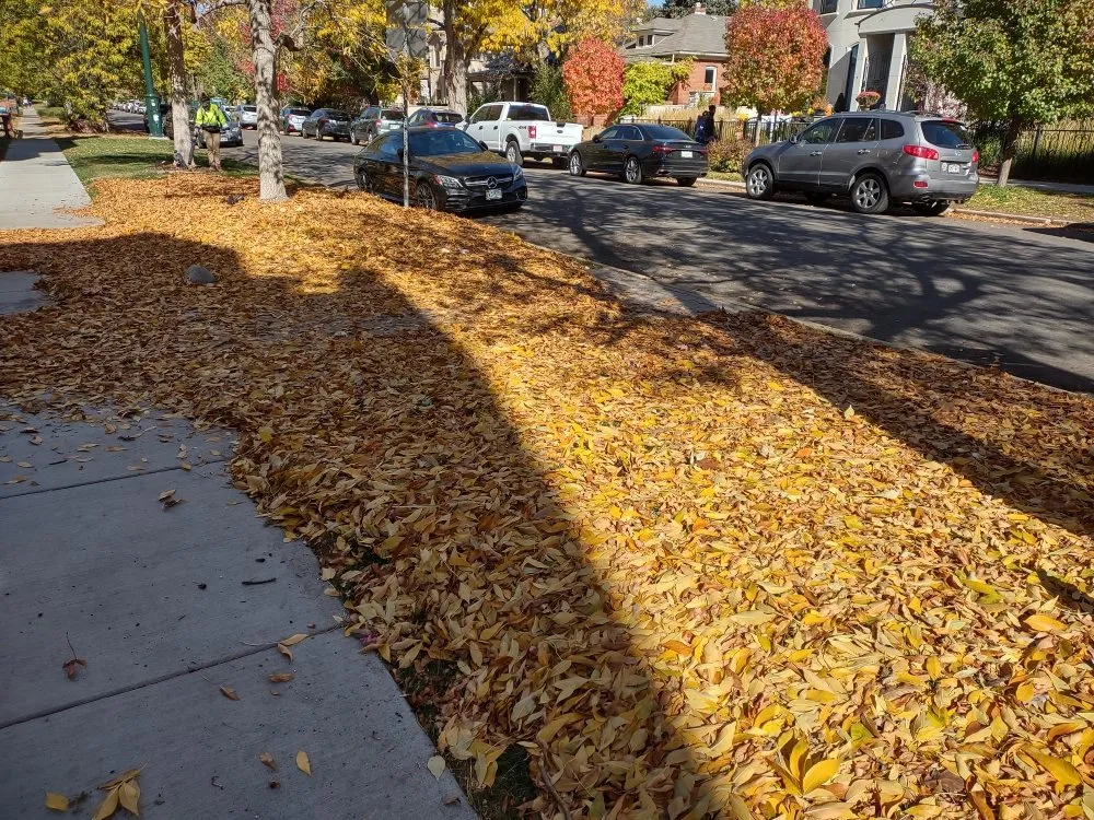 Custom yard cleanup service for outdoor upgrades across Denver, CO - Ace of Spades Gardening & Design