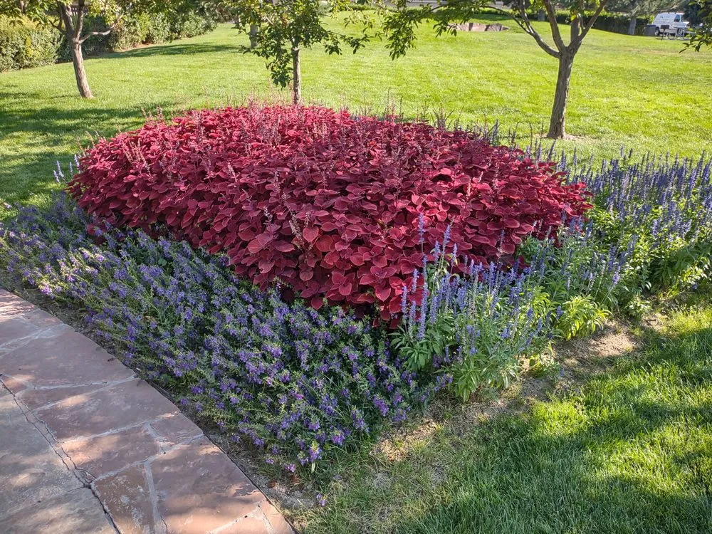 Professional lawn care service for year-round maintenance across Denver, CO - Ace of Spades Gardening & Design