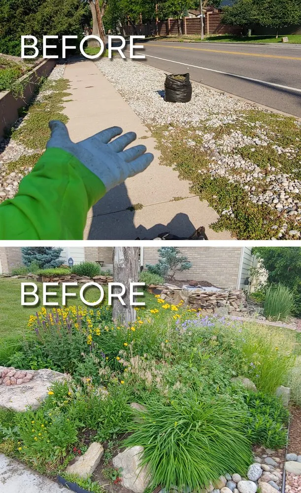 Reliable yard maintenance in Denver, CO by Ace of Spades Gardening & Design