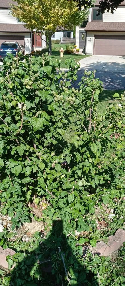 Top-rated garden landscaping for homes in Flint, MI by Ace Outdoor Services