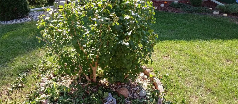 Expert yard cleanup service in Flint, MI - Ace Outdoor Services