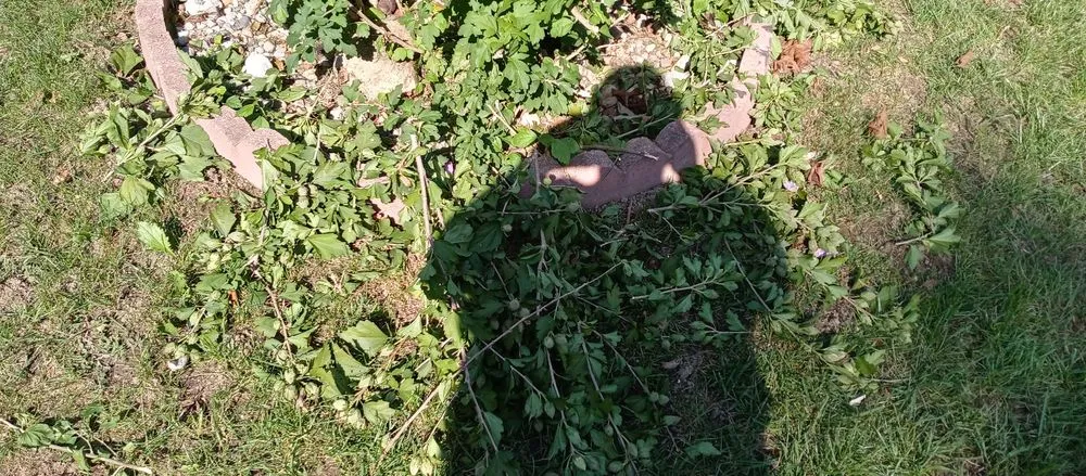 Expert lawn care service in Flint, MI by Ace Outdoor Services