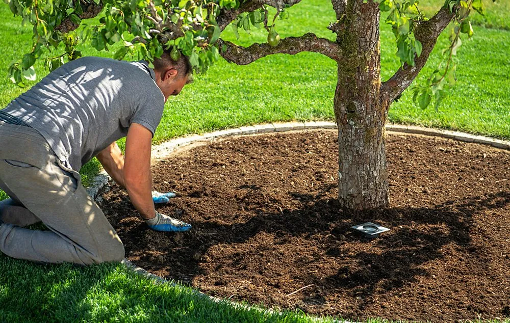 Reliable landscaping services experts serving Conyers, GA - Ace Pro Forestry Mulching & Land Management