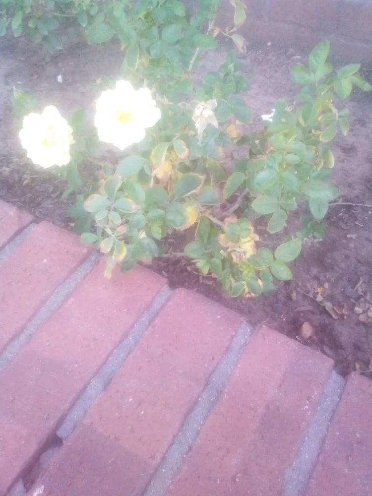 Trusted landscaping services in Sartell, MN by Ace Team Landscape and Property Services