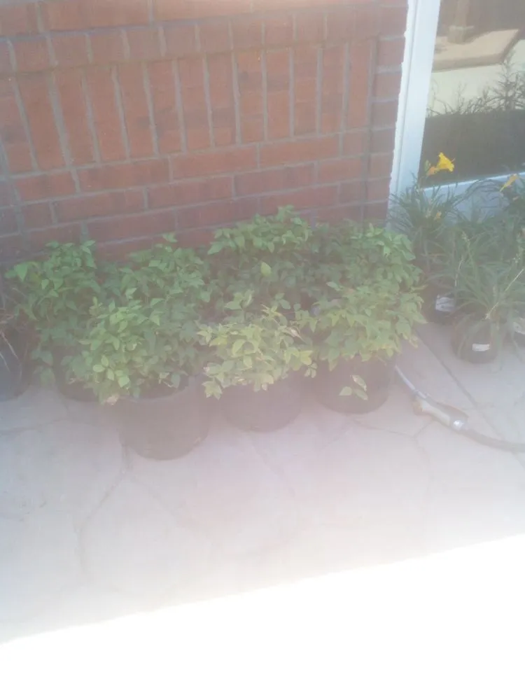 Custom outdoor landscaping in Sartell, MN - Ace Team Landscape and Property Services