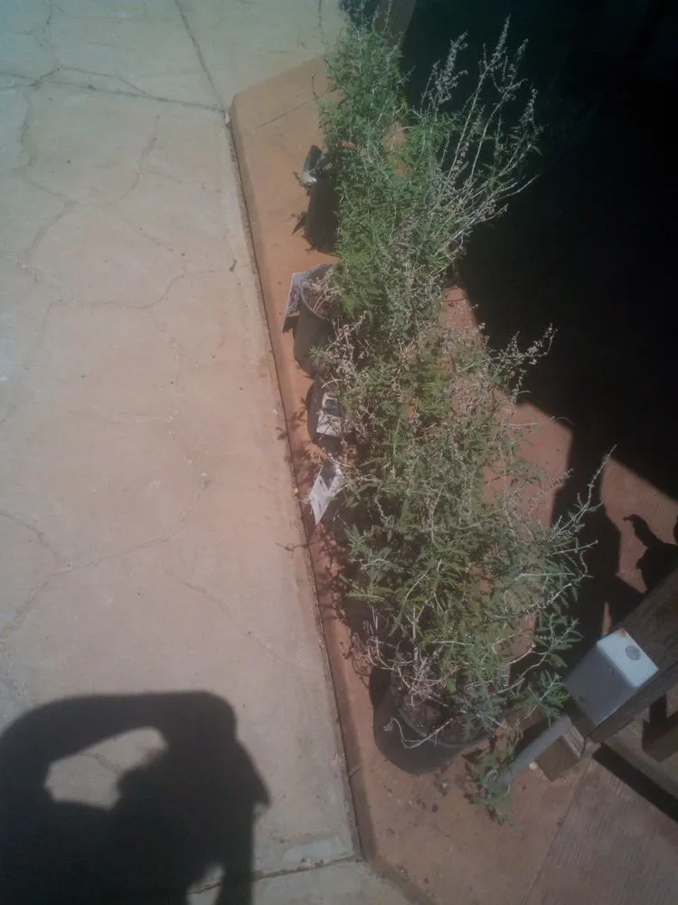 Top-rated landscaping services for beautiful yards in Sartell, MN by Ace Team Landscape and Property Services