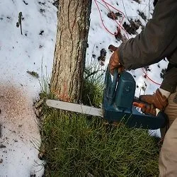 Ace Tree & Landscape