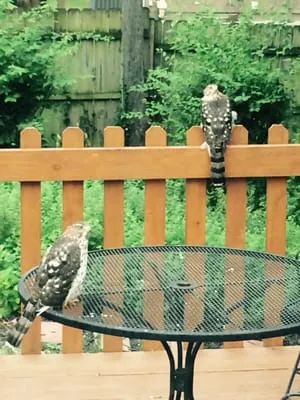 Ace Tree Service Inc. Logo