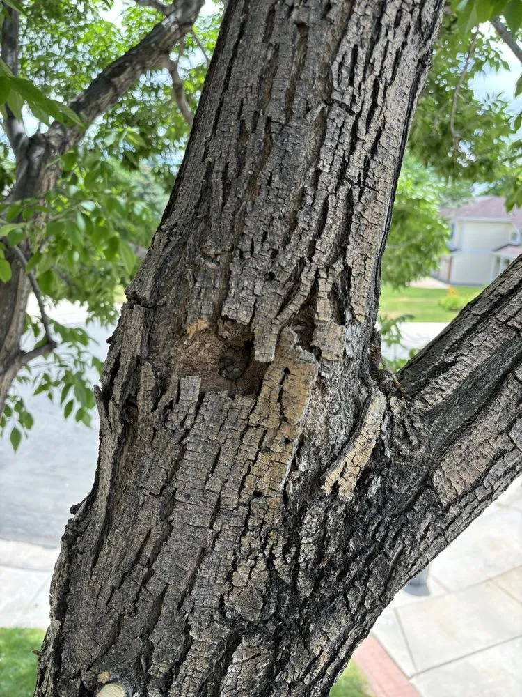 Custom garden landscaping in Westminster, CO by Ace Tree Service LLC